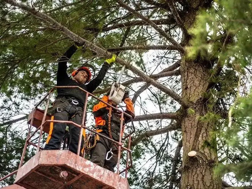 Arborist working high in a tree from a lift