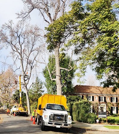 Certified Burbank Tree Service Experts