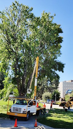 Certified Los Angeles Tree Service Experts