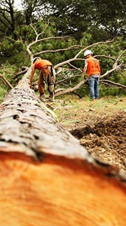 Certified Pasadena Tree Service Experts